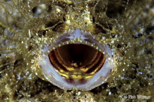 Ambon Scorpion fish.  D300/105mm by Richard Witmer 